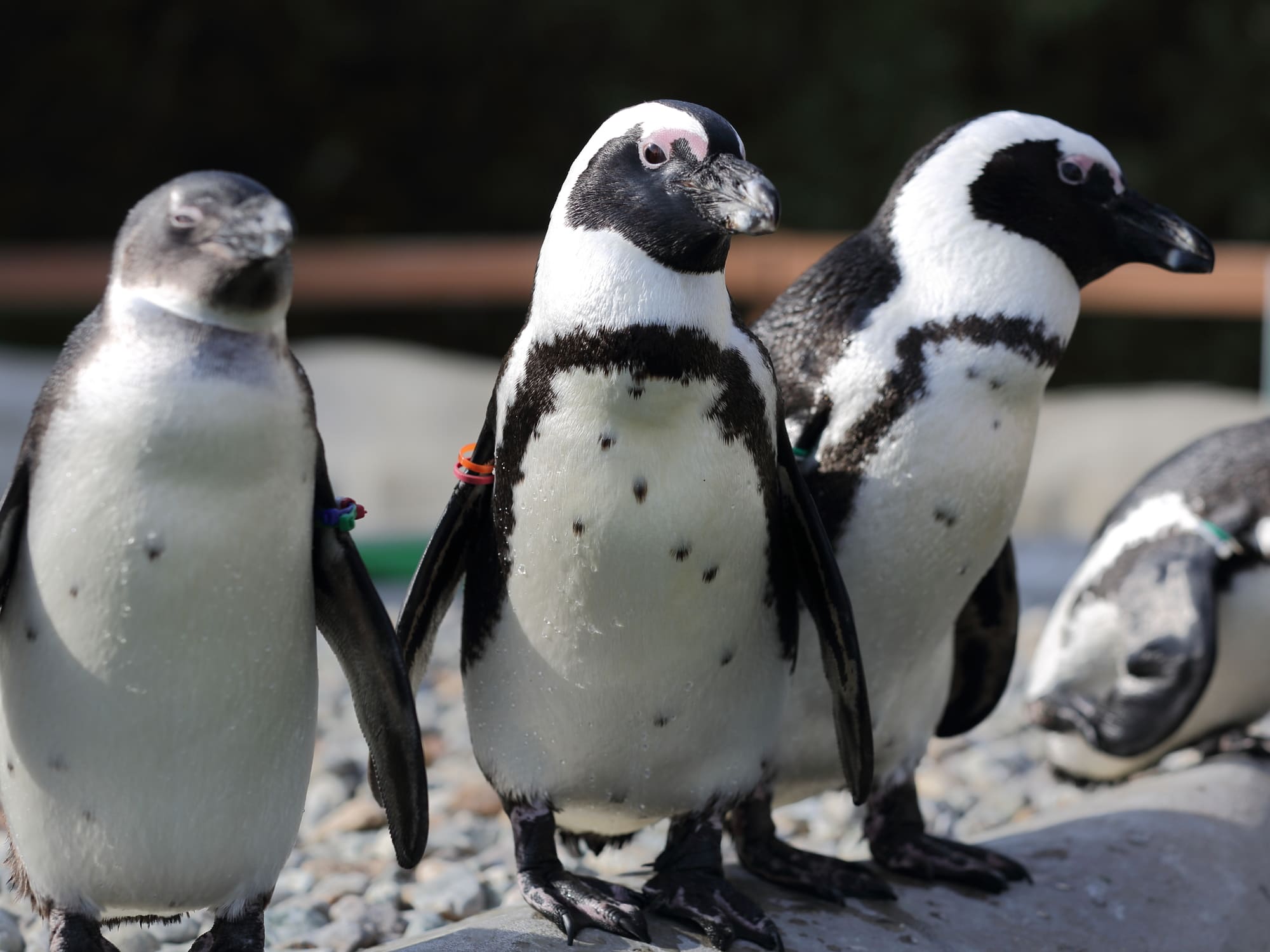 那須どうぶつ王国ペンギン